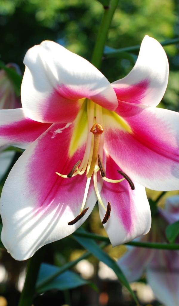 Розовый цветок лилии на клумбе летом