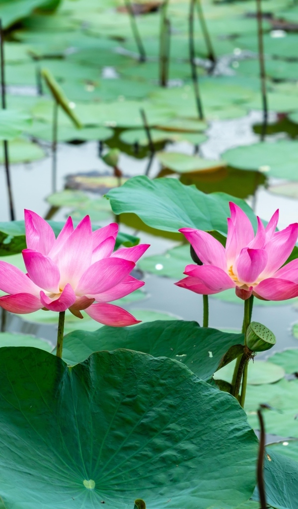 Розовые лотосы с большими зелеными листьями в воде
