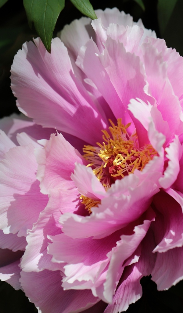 Розовый пышный садовый пион крупным планом