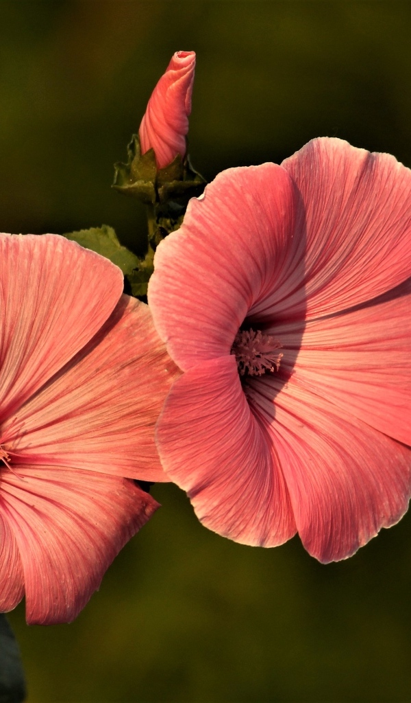 Розовые мальвы в лучах солнца