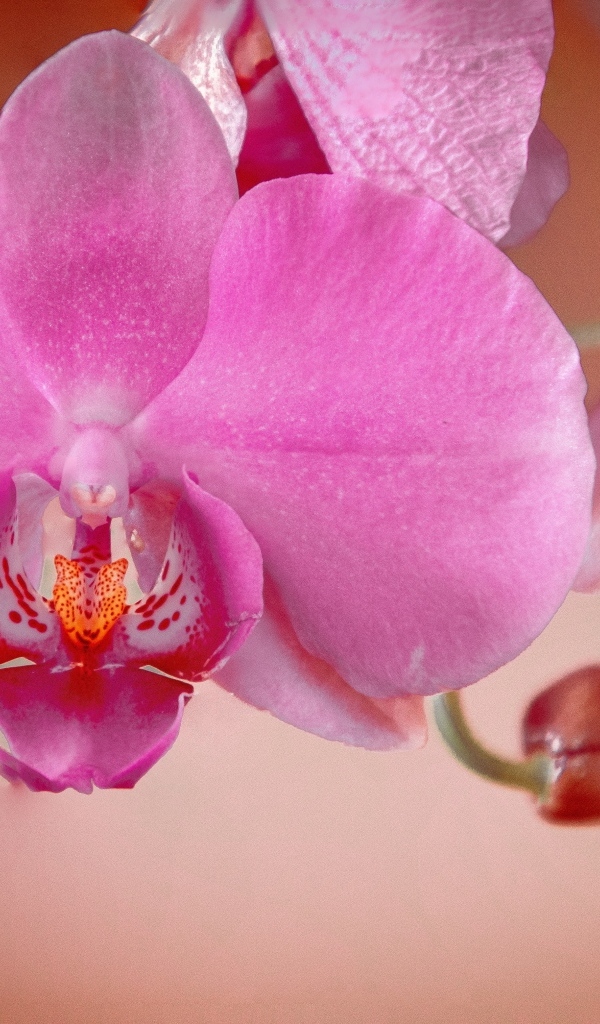 Розовый цветок орхидеи с бутонами крупным планом