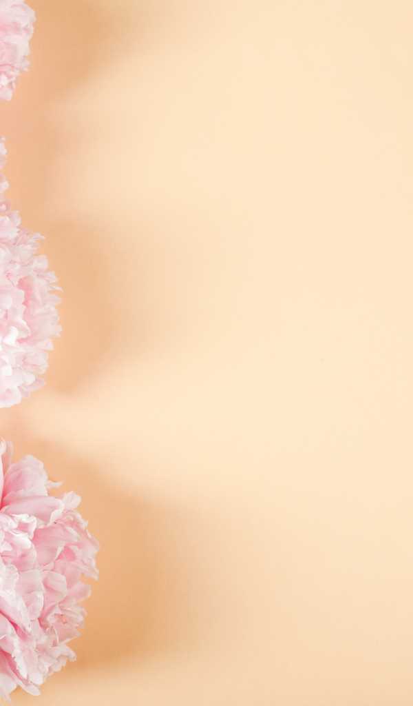 Розовые пионы на бежевом фоне,  шаблон 