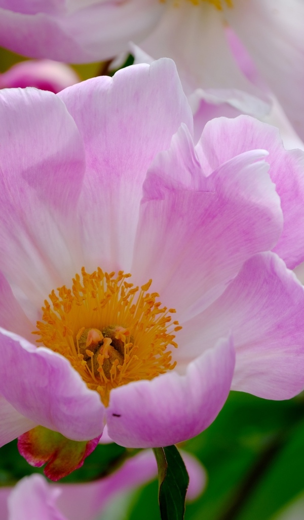 Розовые пионы с оранжевой серединой