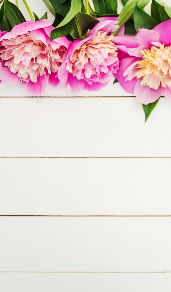 Розовые цветы пиона на белом деревянном фоне