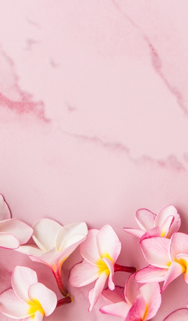 Розовые цветы плюмерии на розовом фоне