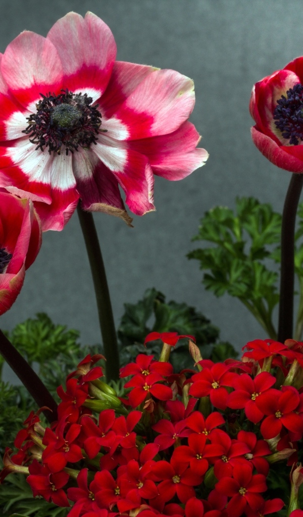 Розовые маки с цветами герани