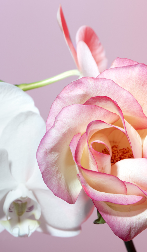 Розовая роза с белыми цветы орхидеи на розовом фоне