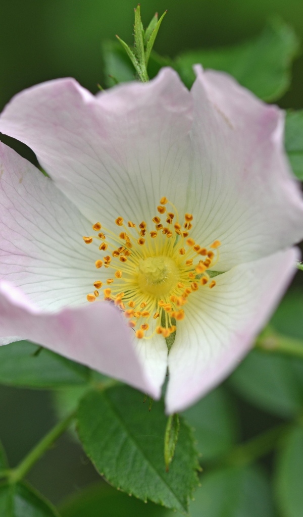 Розовый цветок шиповника с зелеными листьями крупным планом