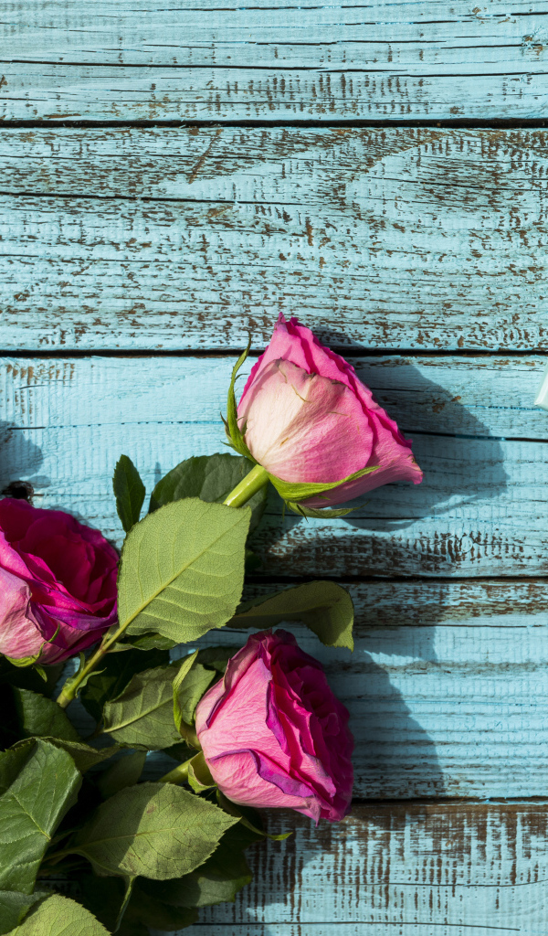 Розовые розы с подарком на голубом фоне на день рождения