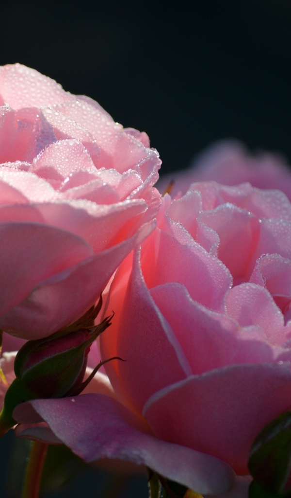 Розовые розы с бутонами с мокрыми лепестками