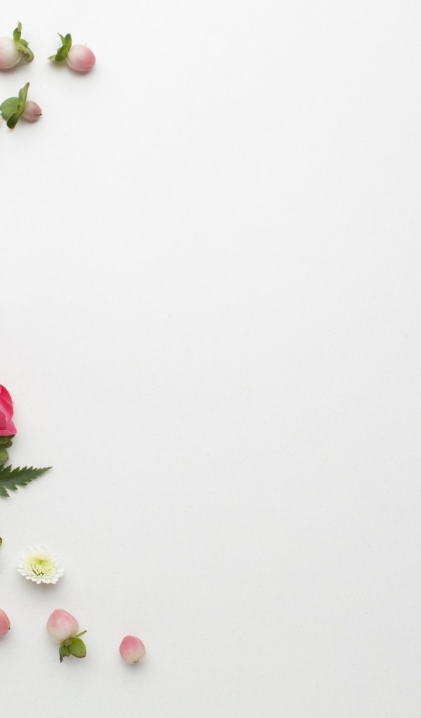 Розовые розы с зелеными листьями на сером фоне