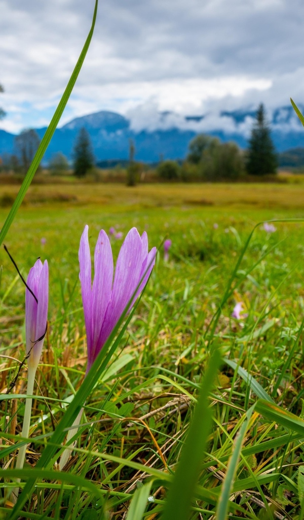 Розовые цветы шафрана на поле весной