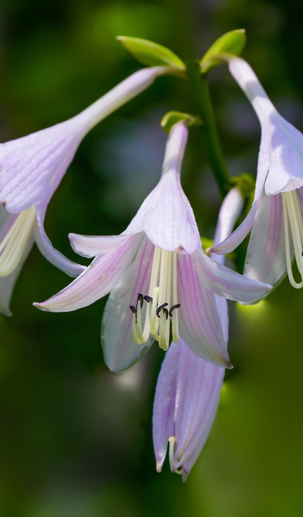 Розовые маленькие садовые лилии на ветке