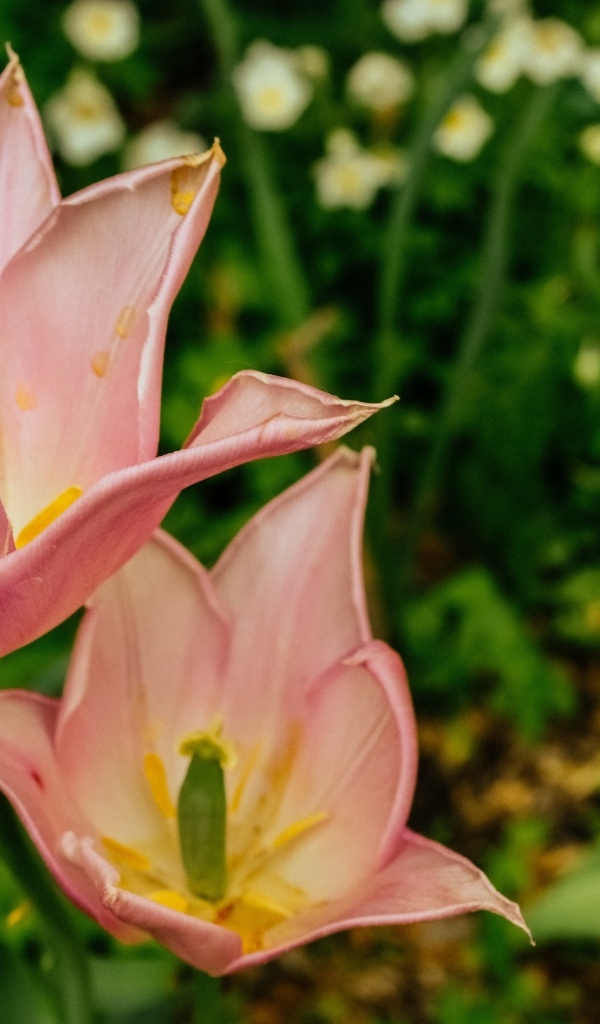 Розовые тюльпаны на клумбе крупным планом