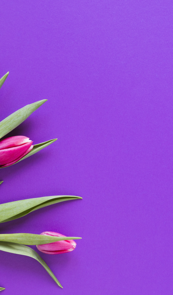 Розовые тюльпаны на сиреневом фоне, шаблон 