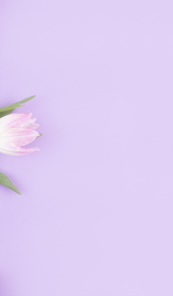 Розовые тюльпаны с гиацинтами на сиреневом фоне