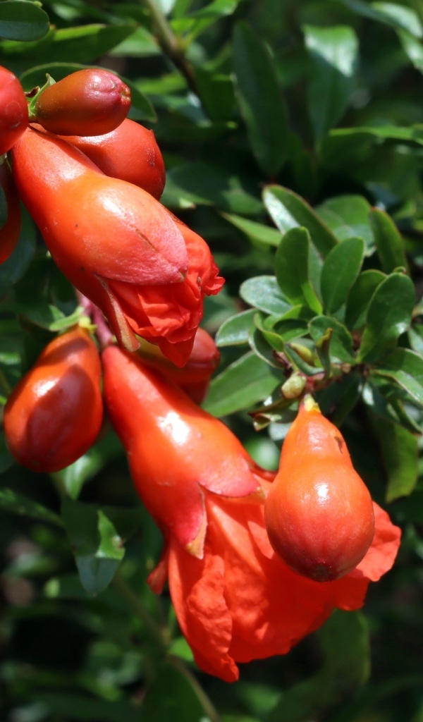 Цветы граната на ветке с зелеными листьями