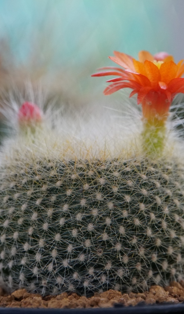 Колючий кактус в горшке с цветами