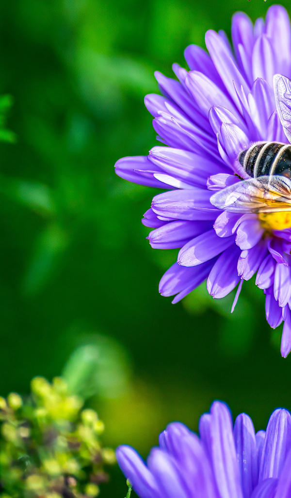 Фиолетовые садовые астры с пчелой