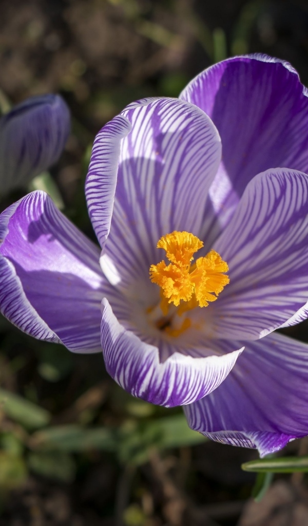 Фиолетовые и белые крокусы в лучах солнца