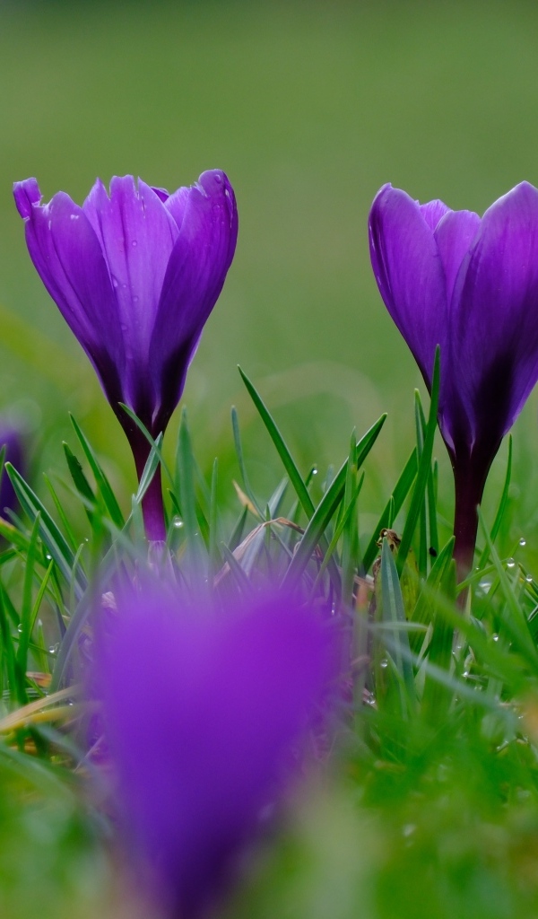 Фиолетовые крокусы на мокрой зеленой траве