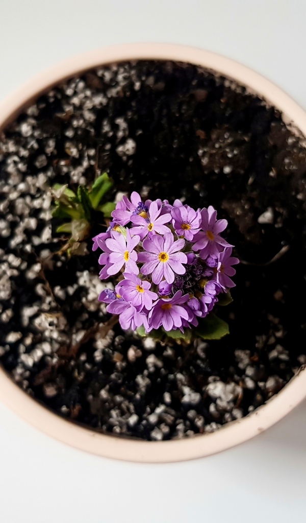 Фиолетовый цветок в горшке на сером фоне