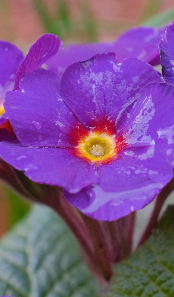 Фиолетовый комнатный цветок примула