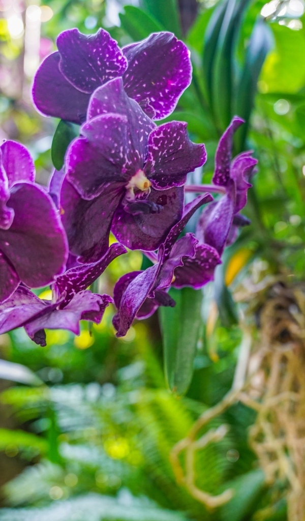 Фиолетовые цветы орхидеи в оранжереи