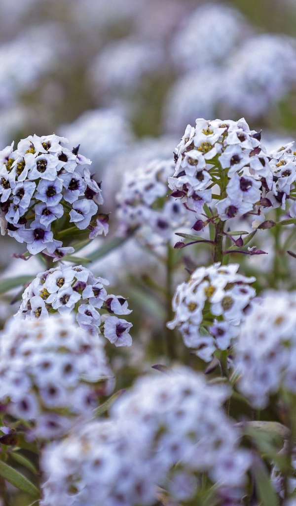 Фиолетовые цветы флокса на клумбе