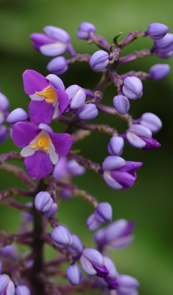 Фиолетовые маленькие цветы орхидеи крупным планом