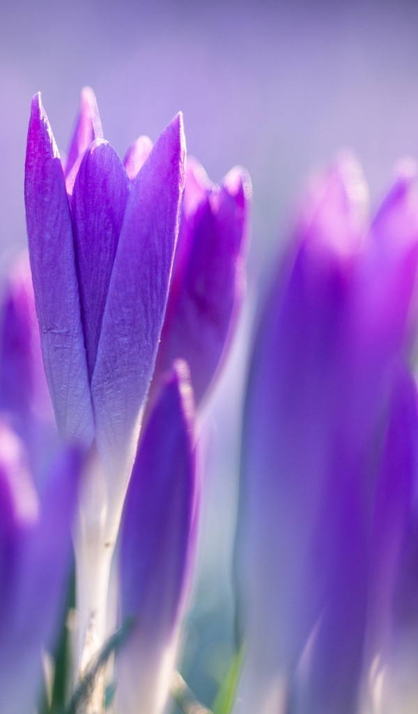 Фиолетовые весенние крокусы на клумбе