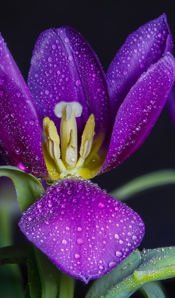 Фиолетовые тюльпаны в каплях воды