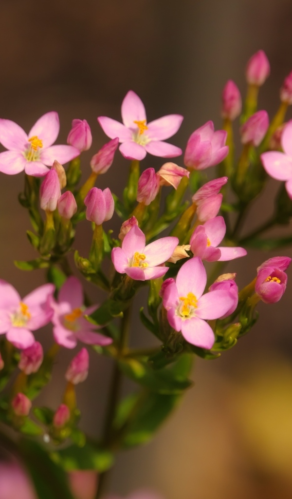 Настоящий розовый цветок к бутонами