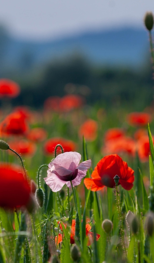 Красные и розовые полевые маки с зелеными колосками