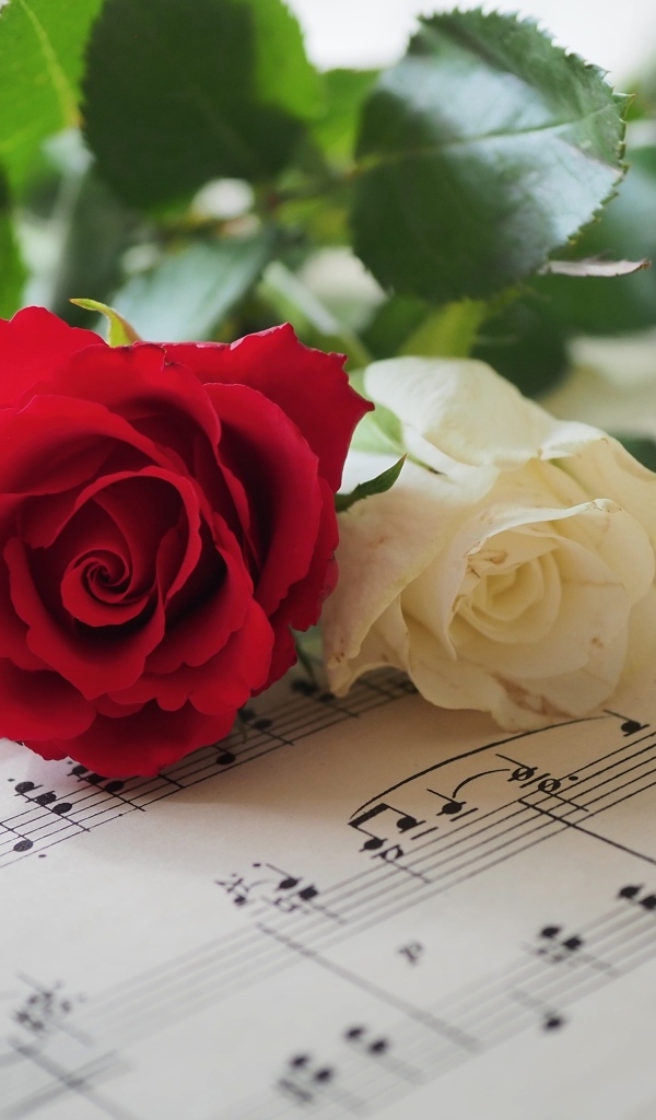 Красная и белая розы лежат на нотной тетради