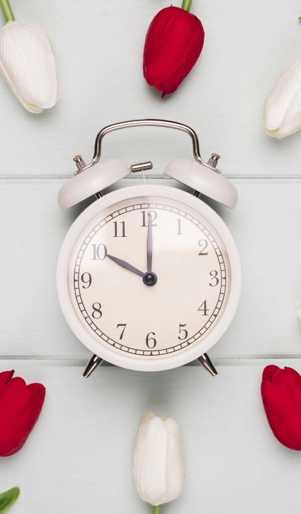 Красные и белые тюльпаны с будильником на сером столе