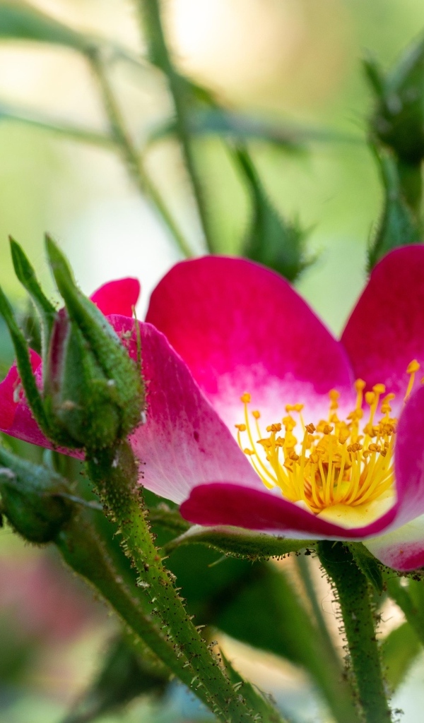 Красная бордюрная роза с бутонами