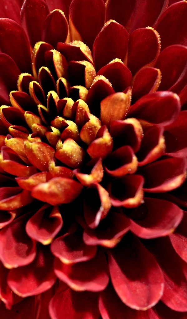 Красный цветок хризантемы вблизи