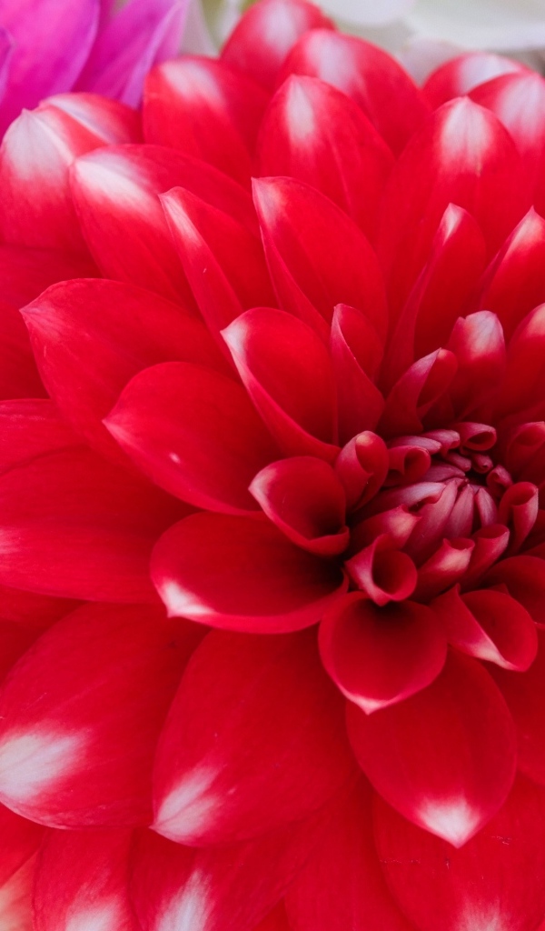 Красный цветок георгина с бутоном крупным планом