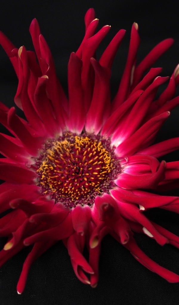 Красный цветок георгина с острыми лепестками на черном фоне