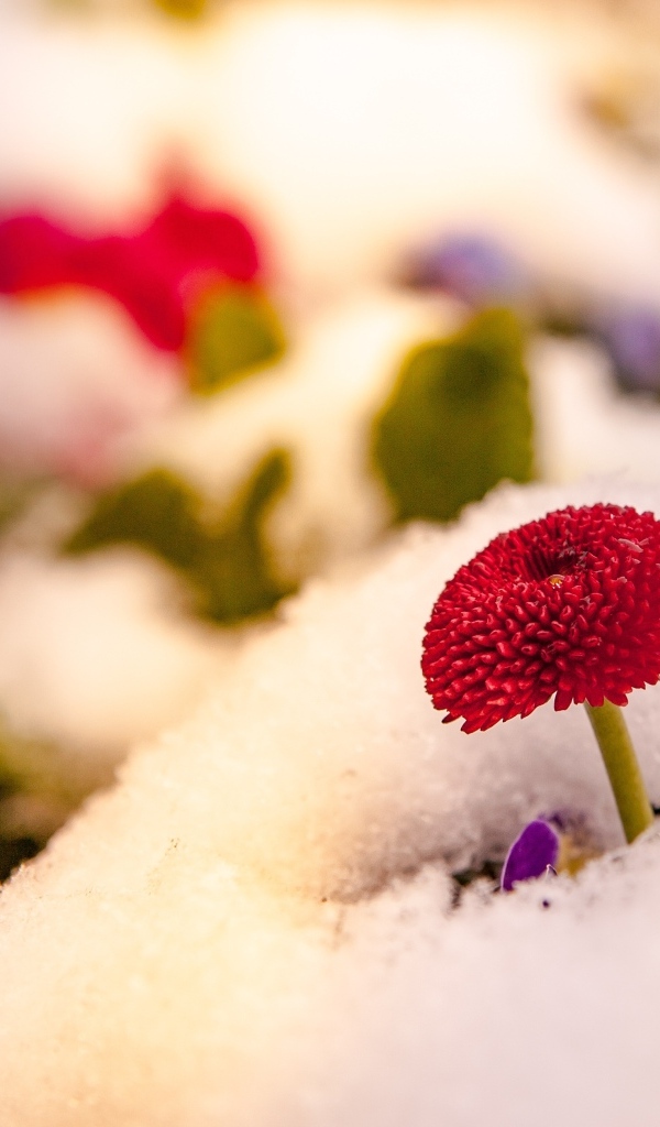 Красный цветок маргаритки под снегом