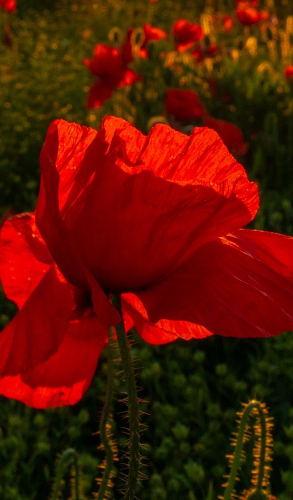 Красный полевой мак с хрупкими лепестками в лучах солнца
