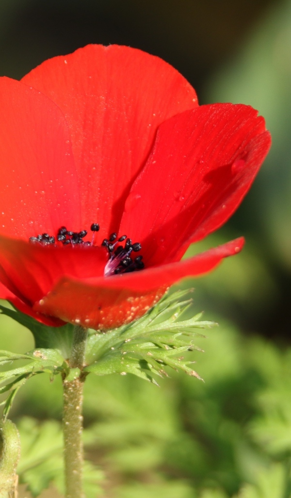 Красный садовый мак с черной серединкой