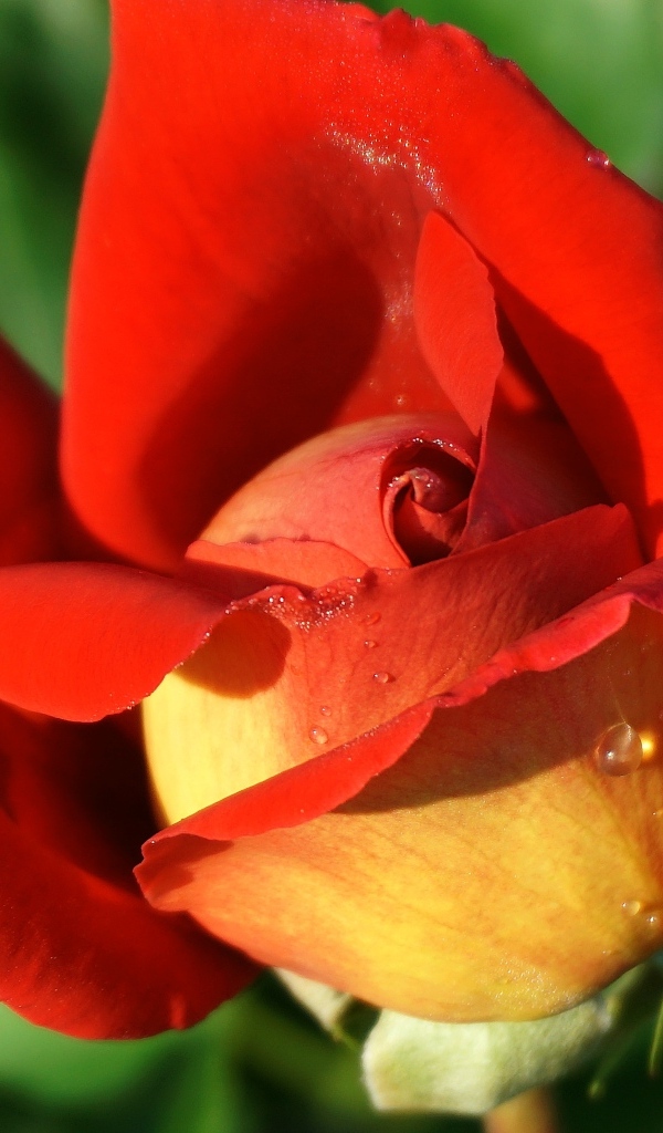 Красный цветок садовой розы крупным планом