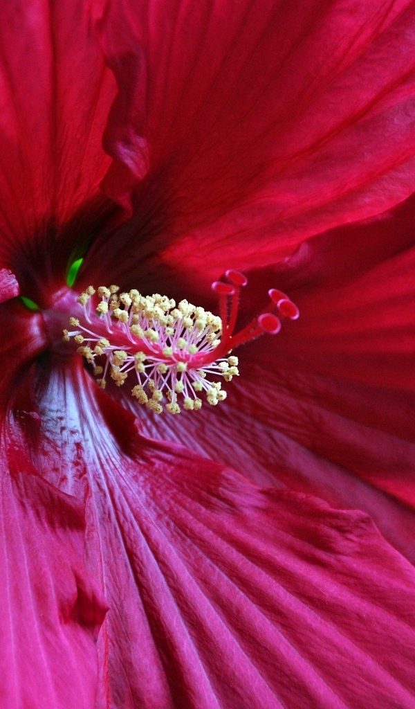 Красный гибискус крупным планом на зеленом фоне