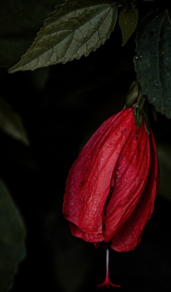 Красный цветок гибискуса в зеленых листьях