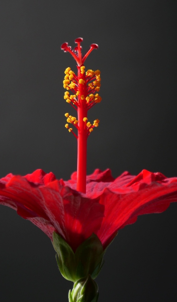 Красный гибискус на сером фоне