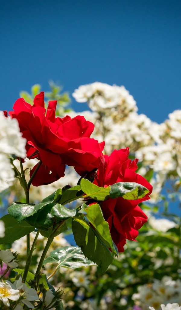 Красная парковая роза среди белых роз