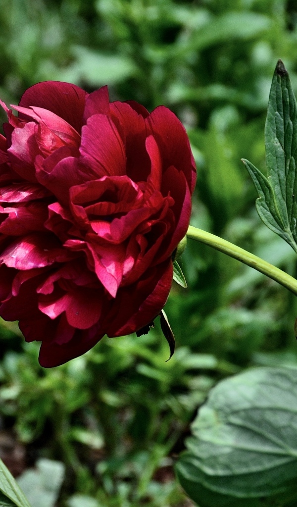 Красный пион с зелеными листьями на клумбе