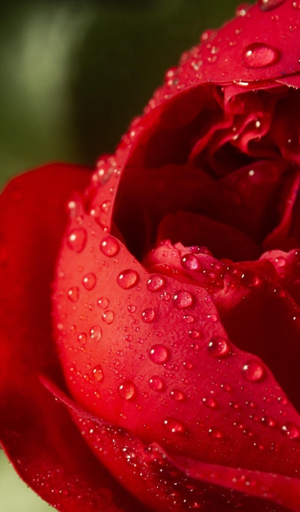 Красный цветок розы в каплях росы крупным планом